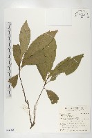 杜英、山杜英、蘭嶼杜英藏品圖，第1張