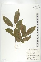 山紅柿藏品圖，第1張