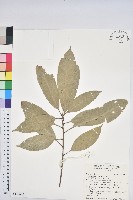 短尾葉石櫟、嶺南柯`東南石櫟藏品圖，第1張