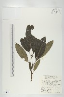 奧氏虎皮楠藏品圖，第1張