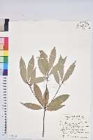 毽子櫟藏品圖，第1張