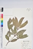 西施花藏品圖，第1張