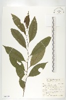 山紅柿藏品圖，第1張