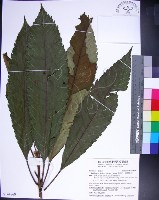 山枇杷、臺灣枇杷藏品圖，第1張