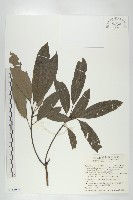 奧氏虎皮楠藏品圖，第1張