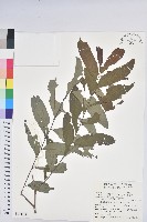 裡白饅頭果藏品圖，第1張