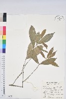 赤皮、赤皮椆藏品圖，第1張