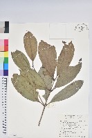 西施花藏品圖，第1張