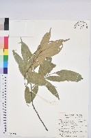 長尾尖葉櫧藏品圖，第1張