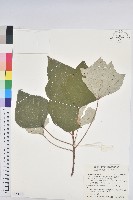 白匏子藏品圖，第1張