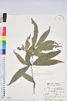 三斗石櫟藏品圖，第1張