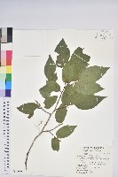 南燭藏品圖，第1張