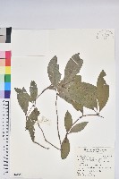 西施花、青紫木藏品圖，第1張