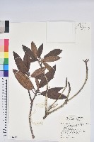 森氏杜鵑、森氏滿江紅藏品圖，第1張