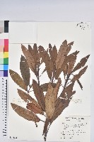 森氏杜鵑、森氏滿江紅藏品圖，第1張