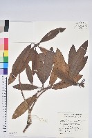 森氏杜鵑、森氏滿江紅藏品圖，第1張