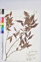 巒大越橘藏品圖，第1張