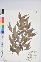 巒大越橘藏品圖，第1張