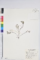 高山白珠樹藏品圖，第1張
