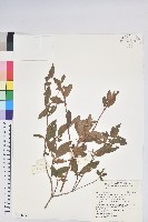 紅毛杜鵑藏品圖，第1張