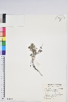 高山白珠樹藏品圖，第1張