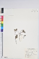 高山白珠樹藏品圖，第1張