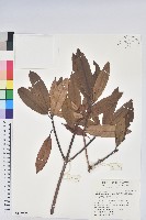 森氏杜鵑、森氏滿江紅藏品圖，第1張