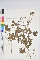 紅毛杜鵑藏品圖，第1張