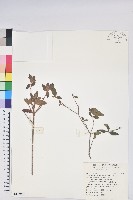 紅毛杜鵑藏品圖，第1張