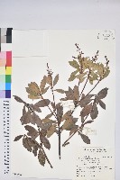 臺灣馬醉木藏品圖，第1張