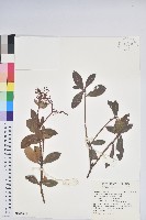 臺灣馬醉木藏品圖，第1張