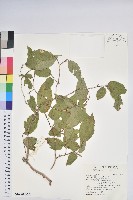 南燭藏品圖，第2張