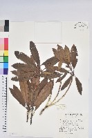 森氏杜鵑、森氏滿江紅藏品圖，第1張