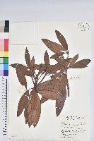 森氏杜鵑、森氏滿江紅藏品圖，第1張