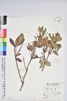 臺灣馬醉木藏品圖，第1張