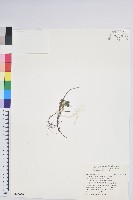 高山白珠樹藏品圖，第1張