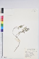 高山白珠樹藏品圖，第1張