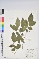 南燭藏品圖，第2張