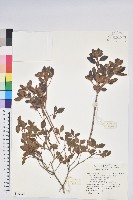 紅毛杜鵑藏品圖，第1張