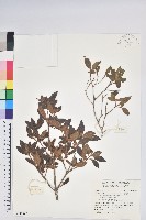 紅毛杜鵑藏品圖，第1張