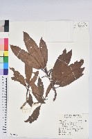 森氏杜鵑、森氏滿江紅藏品圖，第1張