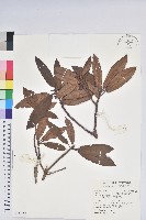 森氏杜鵑、森氏滿江紅藏品圖，第1張