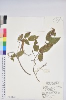 南燭藏品圖，第2張