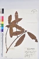 森氏杜鵑、森氏滿江紅藏品圖，第1張