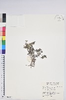 高山白珠樹藏品圖，第1張