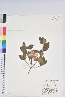 金毛杜鵑藏品圖，第1張