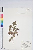 南澳杜鵑藏品圖，第1張