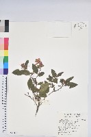 金毛杜鵑藏品圖，第1張