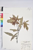 捲斗櫟藏品圖，第1張