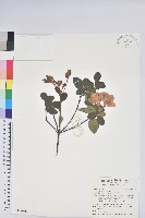 唐杜鵑、大屯杜鵑、中原氏杜鵑藏品圖，第1張